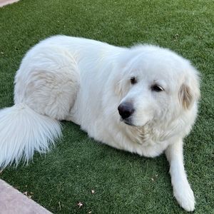 Meet your Posher, Dorothy